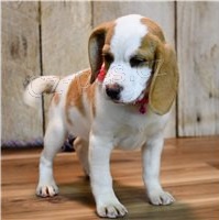 �istokrevn� �t��ata Beagle.