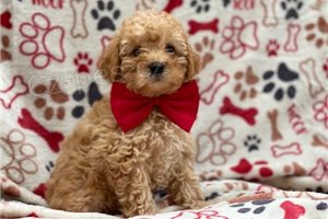 Kvalitn� a �ist� �t��ata pudl�.