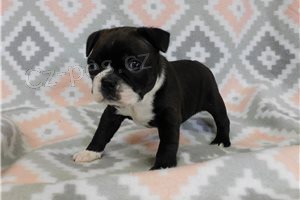 V�en� �t��ata Boston teri�r�.