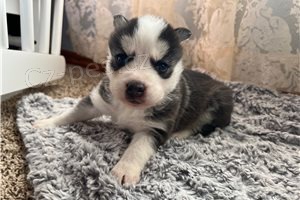 Miluj�c� �t��ata sibi�sk�ho husky.