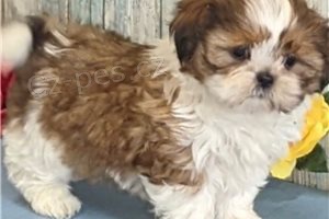 Vz�cn� �t��ata Shih Tzu.