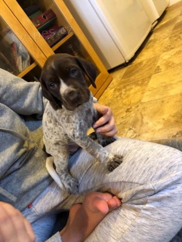 �t��ata n�meck�ho ov��ka.