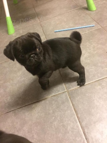 N�dhern� �t��ata mopsl�k�.