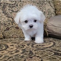 Dob�e socializovan� maltsk� �t��ata.