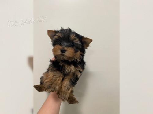 �t���tka Jork��rsk� teri�r Fene�ky