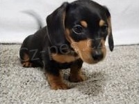 Ohromuj�c� �t��ata jezev��ka.