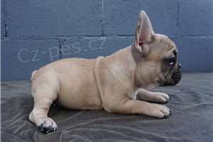 Kr�sn� �t��ata francouzsk�ho buldo�ka.