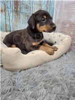 Rodokmen �t��ata Dobermann.