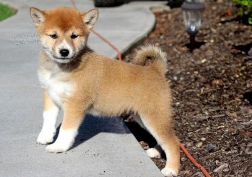 Shiba Inu �t��ata p�ipravena.