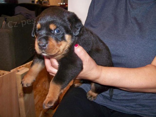 N�dhern� robustn� �t���tka Rottweiler�.