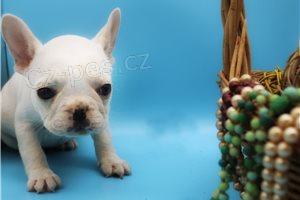 �t��ata francouzsk�ho buldoka pro rehoming.