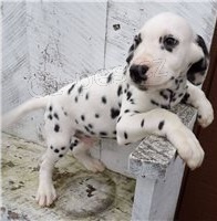 Kr�sn� dalmatsk� �t��ata p�ipraveny.