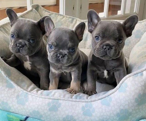 �t��ata francouzsk�ho buldo�ka p�ipravena.