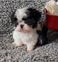 �t���tka a fenky Shih Tzu.
