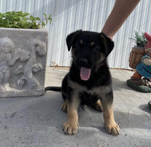 �t��ata n�meck�ho ov��ka p�ipravena.