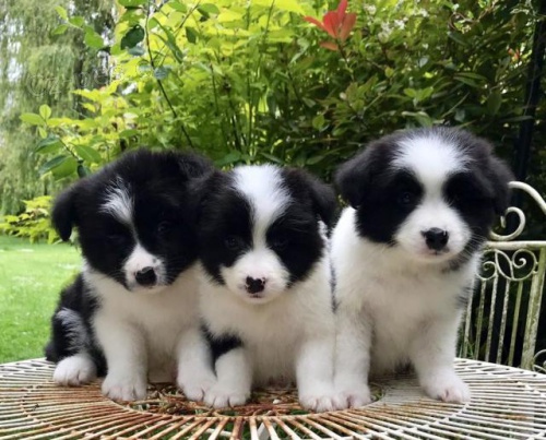 Ohromuj�c� �t��ata border koli�.