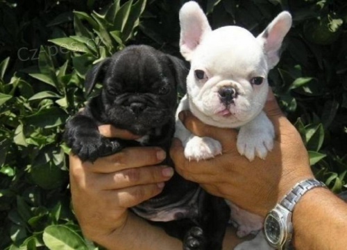 Kc �t��ata francouzsk�ho buldo�ka.