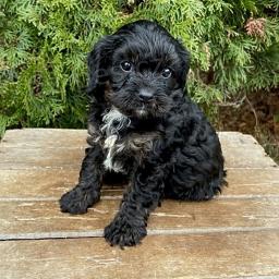 Pejsek a fenka St Bernard �t��ata p�ipravena.