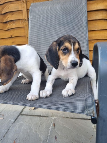 �ist� a �ist� �t���tka Beagle p�ipravena.