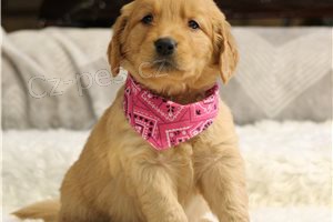 N�dhern� �t��ata zlat�ho retr�vra.