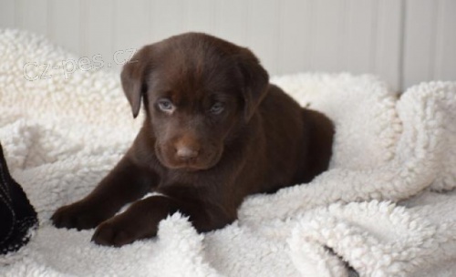 Miluj�c� �t��ata labradorsk�ho retr�vra.