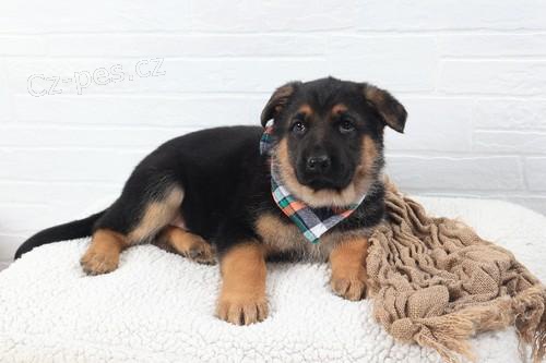 Ohromuj�c� �t��ata n�meck�ho ov��ka.