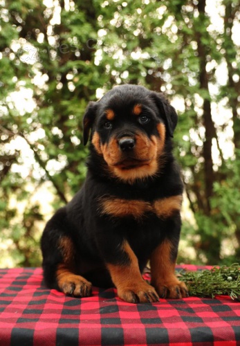 N�dhern� �t��ata Rottweiler p�ipravena.