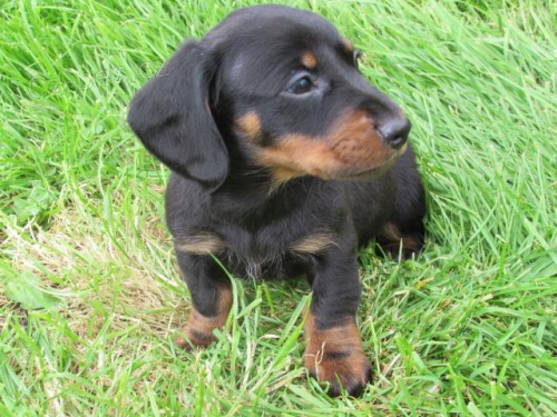 �t��ata jezev��ka k dispozici.