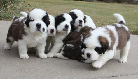 Registrovan� �t��ata svat�ho Bernarda.