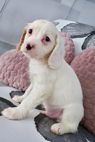 Cavapoo �t��ata p�ipraven� k rehomingu.