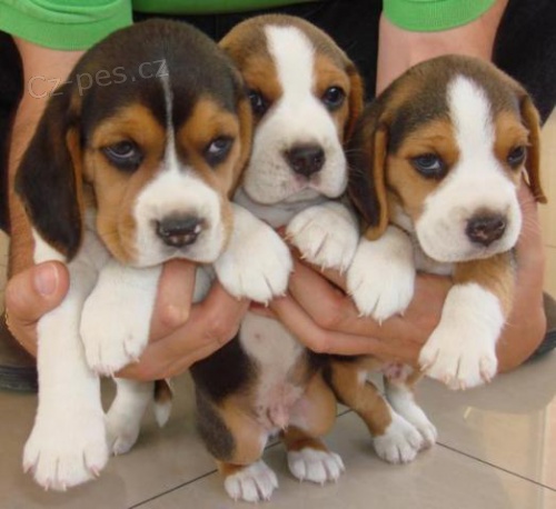 Kr�sn� �t���tka Beagle p�ipraven� k rehomingu.