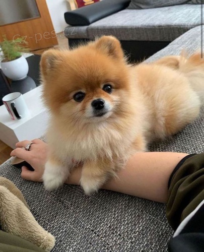 Pomeranian �t��ata k adopci. 