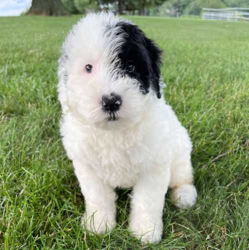 Zdrav� a kr�sn� �t���tka pejska a feny portugalsk�ho vodn�ho psa k adopci