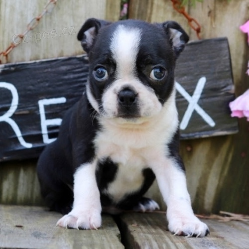 Prod�m �t��ata bostonsk�ho teri�ra