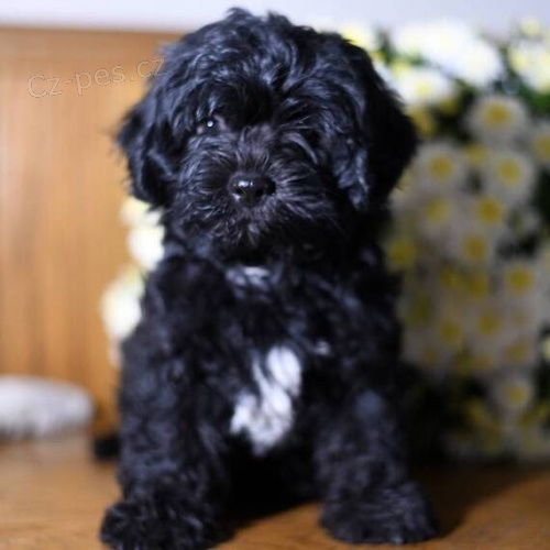 Prod�m kr�sn� a rozko�n� �t��ata Shihpoo. �t��ata jsou v�echna o�kovan� a zdrav�.