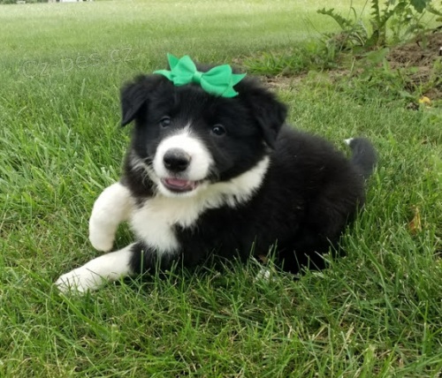 �t��ata border kolie k adopci