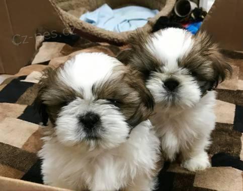 Dobr� den, Shih Tzu �t���tka.