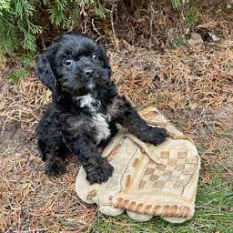 Maltsk� �t��ata p�ipraven� k rehomingu.