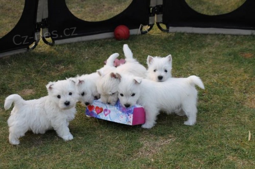 Prod�m mini mini �t��ata West Highland White Terriers