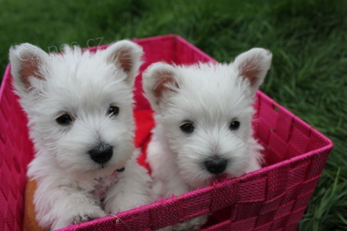 �t��ata West Highland White Terriers k adopci