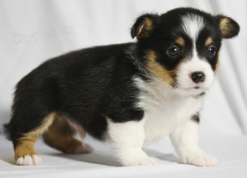 Prod�m kr�sn� �t��ata Pembroke Welsh Corgi.