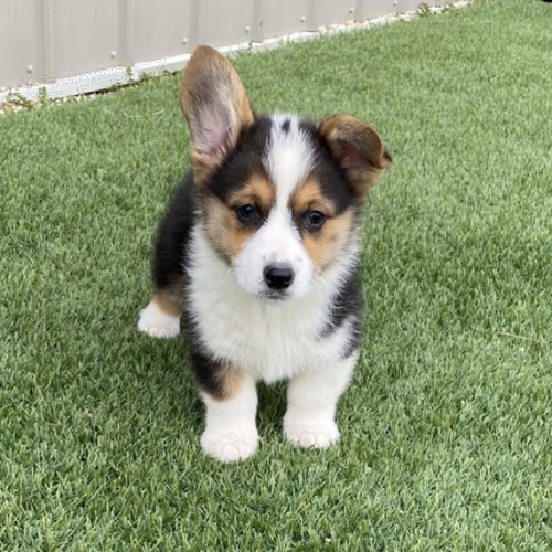 kr�sn� o�kovan� �t��ata Pembroke Welsh Corgi k adopci