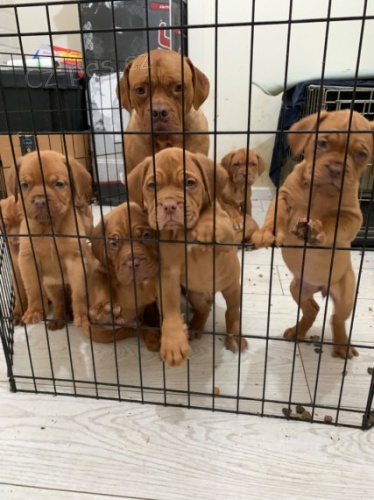 �t��ata Bordeauxsk� dogy k adopci. V�echna �t��ata jsou o�kovan� a zdrav�