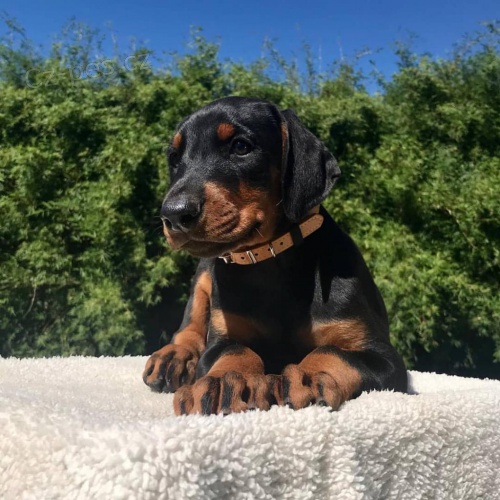 Doberman Pinscher �t��ata k dispozici.
