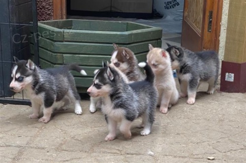 Sibi�sk� husky �t��ata p�ipravena.