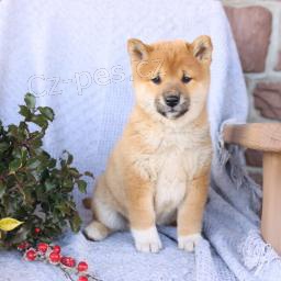 Energick� �t���tka Shiba Inu p�ipravena.