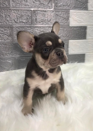 Francouzsk� buldo�ek