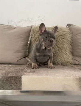 �t��ata Francouzsk� buldo�ek k dispozici