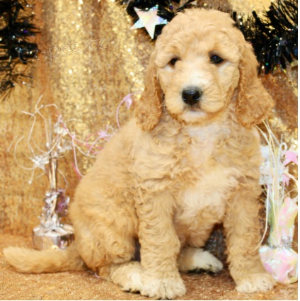 �t��ata Goldendoodle k dispozici