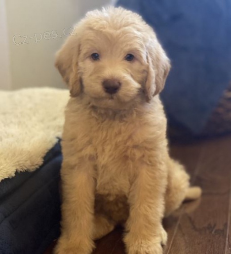 Labradoodle  Labradore  / pudl mix) �pan�l �t��ata, kte�� hledaj� nav�dy domovy.
